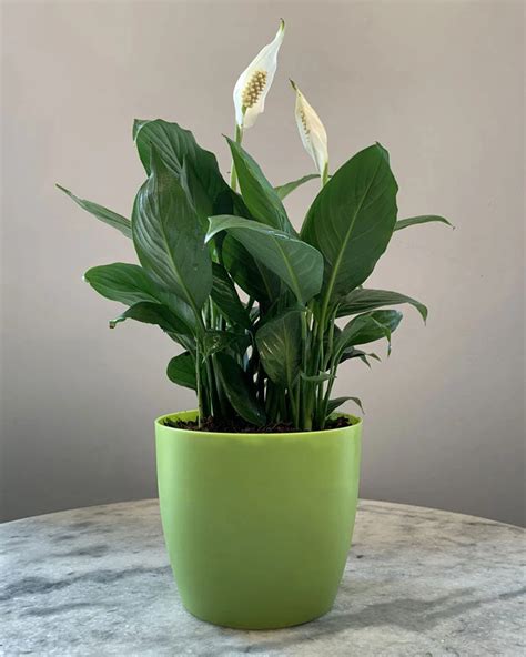 Shop Peace Lily Plant (Spathiphyllum) online | Unlimited Greens ...