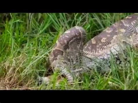 Image result for Python Swallow an Impala Whole