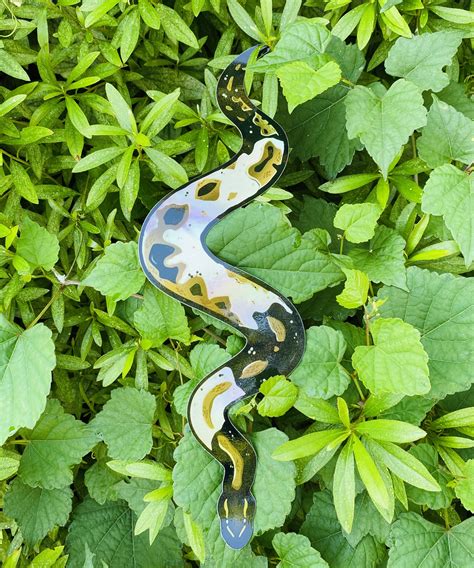 Image result for Pied Ball Python Sticker