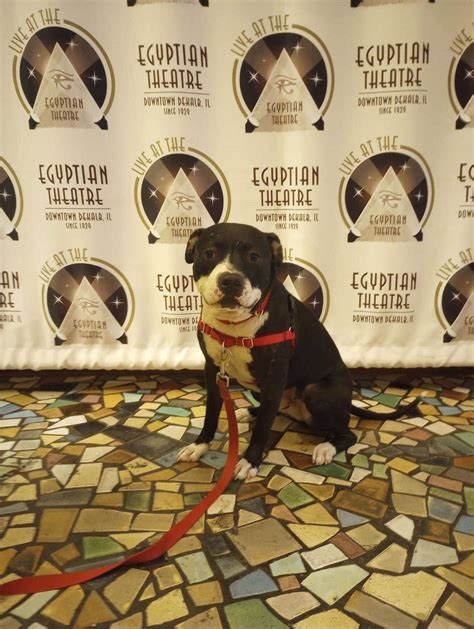 About Tails Humane Society - Dekalb IL