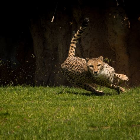 Boo at the Zoo | Columbus Zoo and Aquarium