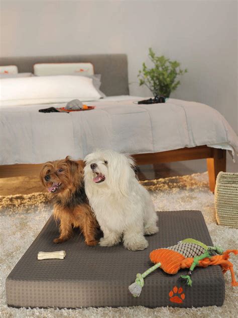 This international dog day, gift your furry love nothing but the best ...