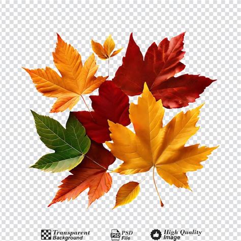 Autumn fall leaves isolated on transparent background | Premium AI ...