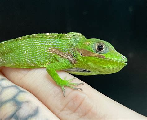 Baby Cuban Knight (A. Equestris) Anole by Arlene’s Reptiles & Exotics ...
