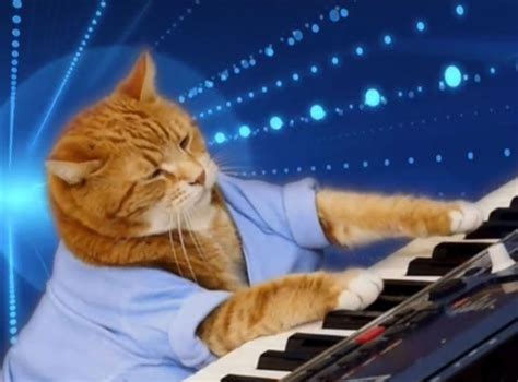Image result for Keyboard Cat Meme