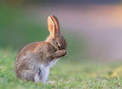 Image result for Cute Funny Bunnies in Spring