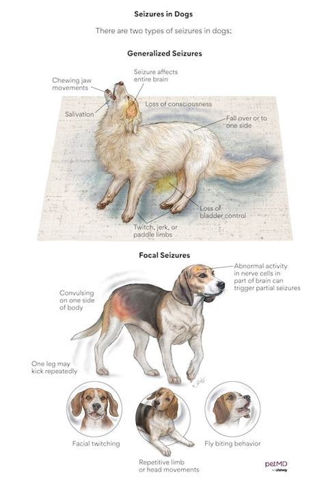 Seizures in Dogs: Symptoms, Causes, and What To Do | PetMD