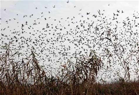 Migratory birds facing extinction - India Today