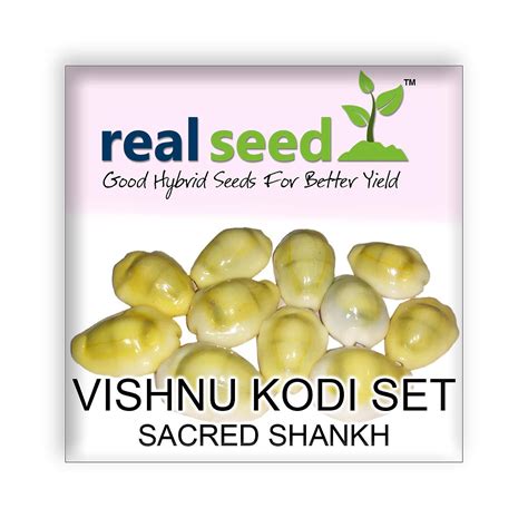 Buy Real Seed Lakshmi Peeli/Yellow Kawri Kodi Peeli Cowrie Sea Shell ...