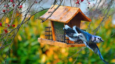 What Not To Feed Birds In Winter at Jennifer Johansen blog