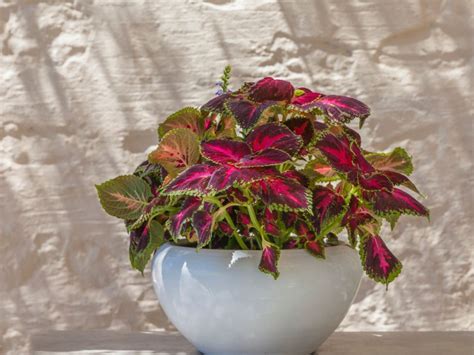 Potted Shade Plants - Choosing Shade Plants For Containers