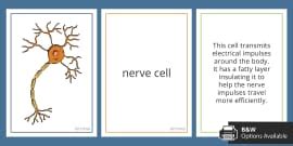 Labelled Specialised Cells Display Posters | Beyond