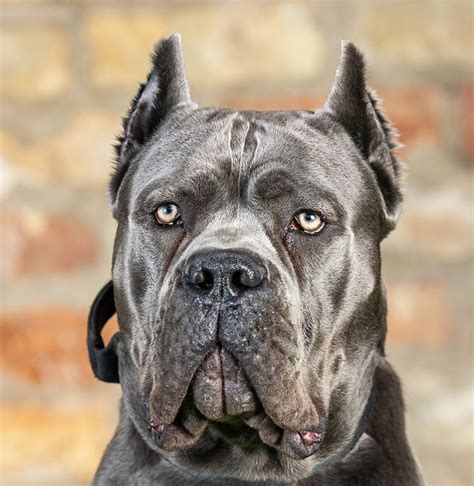 Are Cane Corso Good Family Pets