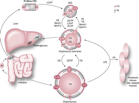 Lipids and lipoproteins - Clinical Tree