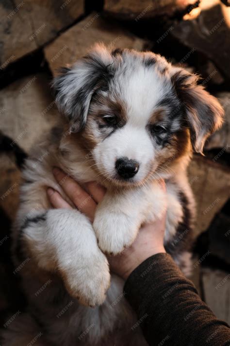 Mini Australian Shepherd Blue Merle
