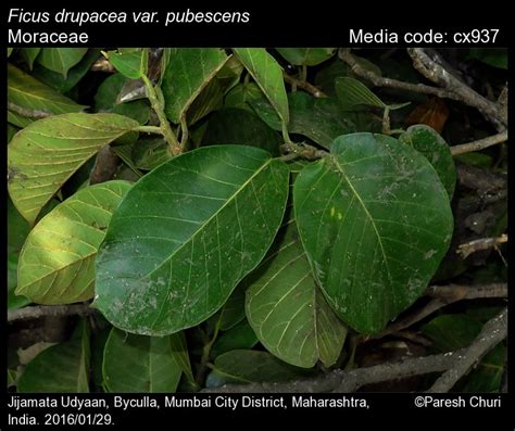 Ficus drupacea | Butterfly