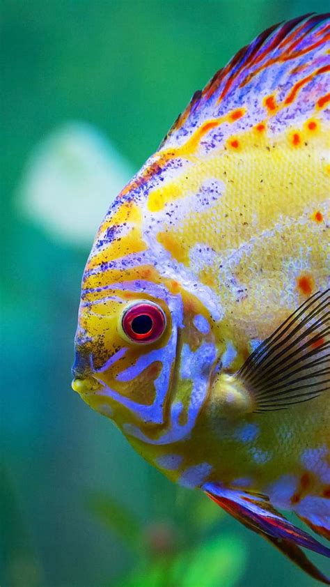 Fish Fryers Propane 的图像结果