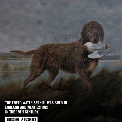 Extinct Dog Breeds – Alaunt, Braque du Puy, Molossus, Chien-gris & FAQs