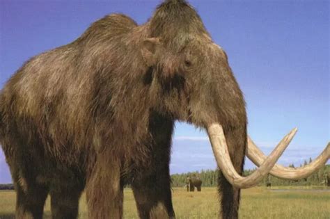 Ice Age Animal Woolly Mammoth Could Be Brought Back To Life In Two ...