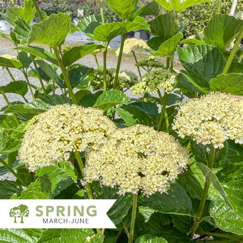 Sparkler® Arrowwood Viburnum - Viburnum dentaum 'SMVDE' | Shepherdssupply
