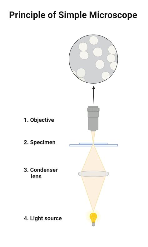 Image result for Simple Microscope Physics