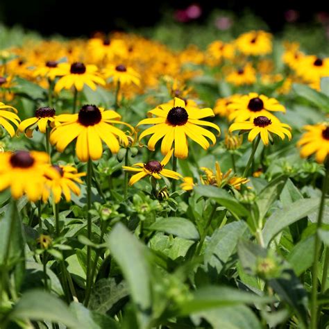 Rudbeckia Hirta Black Eyed Susan