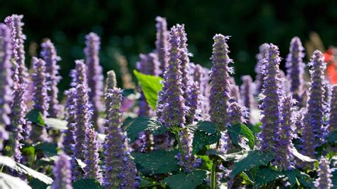 Hyssop In The Bible: Symbolism, Meaning And More | Think About Such Things