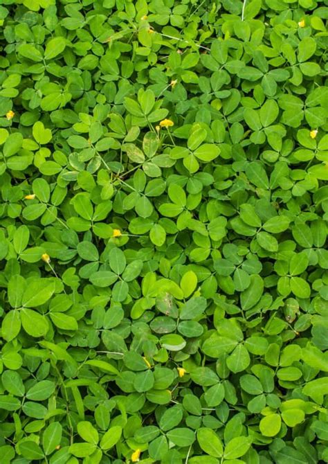 No-Till Gardening Techniques 的图像结果