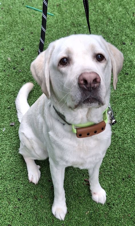 Image result for Rescue Dogs Labrador Retriever