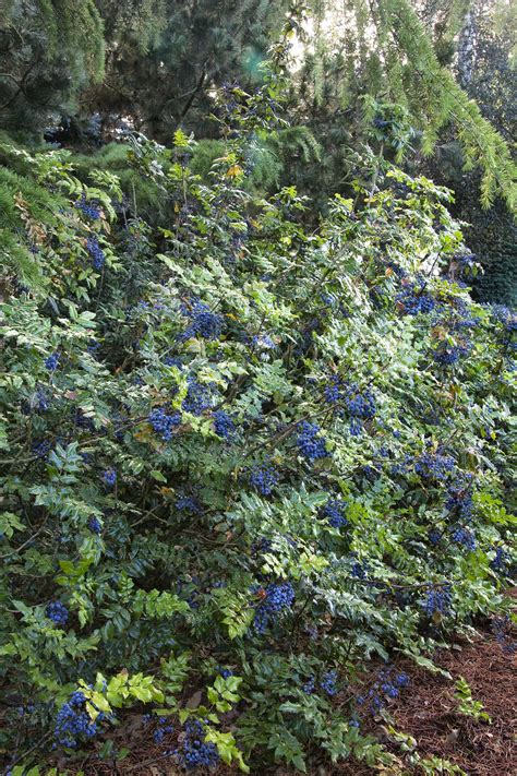 Oregon Grape Edible Tree