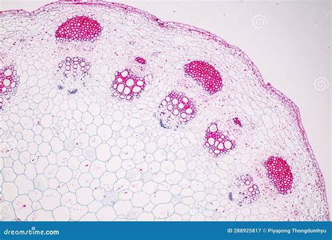 Image result for Different Tissues Under Microscope