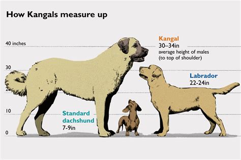 How canine Kangals measure up to other dogs, (or really measure more ...