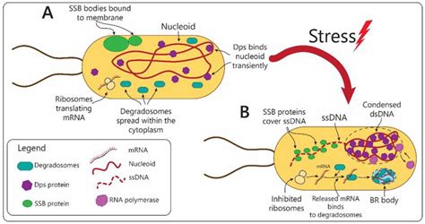 Reorganization of Cell Compartmentalization Induced by Stress
