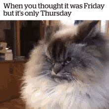 Funny Thursday Meme Gif