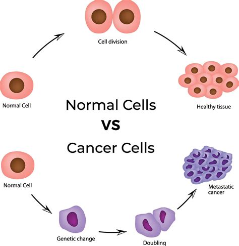 Image result for Normal vs Cancer Cells