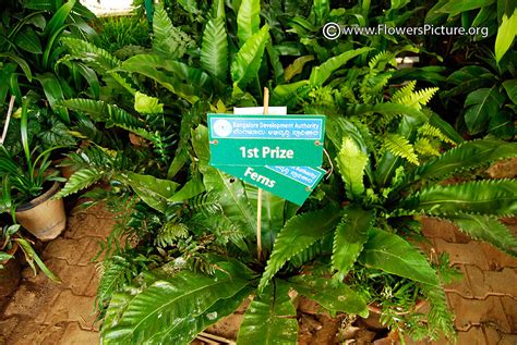 Bangalore Lalbagh Flower Show January 2013: 6