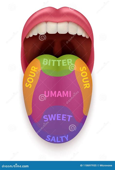 Realistic Tongue with Basic Taste Areas. Tasting Map in Human Mouth ...