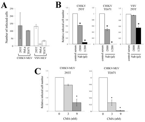 Cathepsin B Protease Facilitates Chikungunya Virus Envelope Protein ...