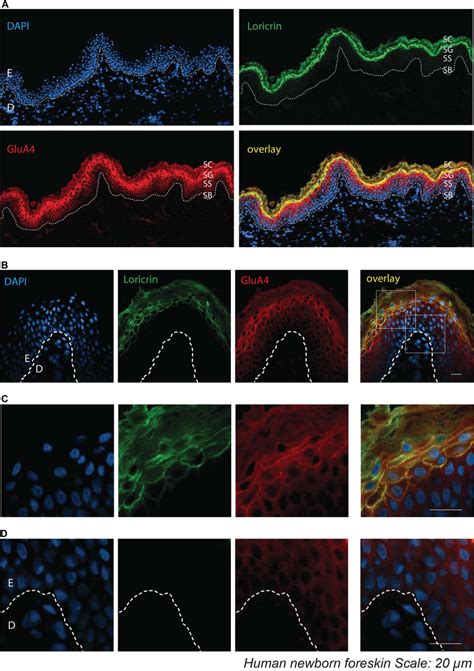 Image result for Glua4 Neuron