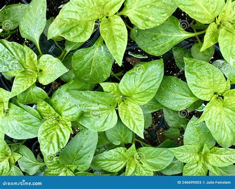 Bell Pepper Plant Leaves stock image. Image of grow - 246699003