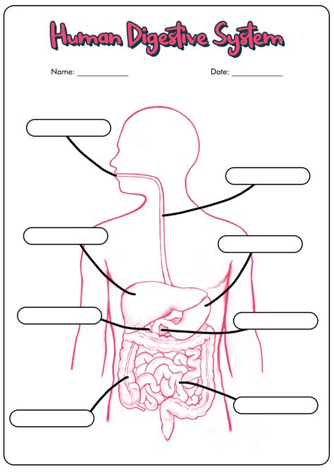 8th Grade Digestive System Worksheet Digestive System Lesson Plans
