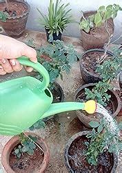 Klassic New Premium Watering Can (1.8 Litre, Green) Plastic Green Water ...