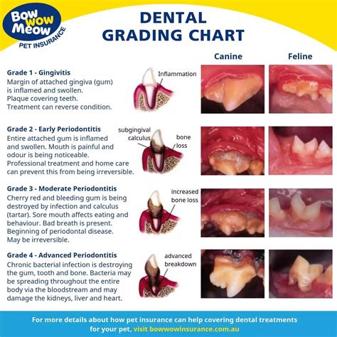 Dog Dental Chart
