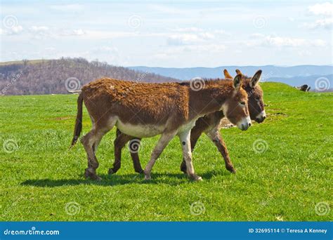 Two Walking Donkeys stock photo. Image of color, donkey - 32695114