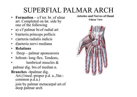UL-fascial spaces in palm upper limb topic in anatomy (1).pdf