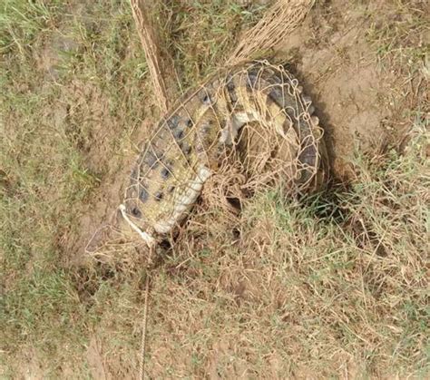 चंदौली में लतीफशाह डैम से निकलकर सड़क किनारे पहुंचा मगरमच्छ, वन विभाग ...