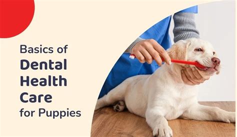 Basics of Dental Health Care for Puppies | Zigly