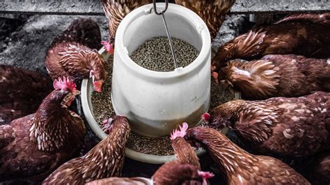 What Is A Good Chicken Feed at Colin Davenport blog