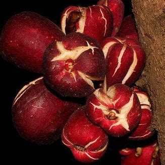 Syzygium branderhorstii Fruit Plant (Syzygium branderhorstii ...