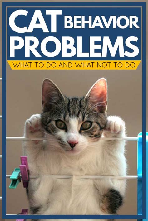 Image result for Cat Behavior Problems
